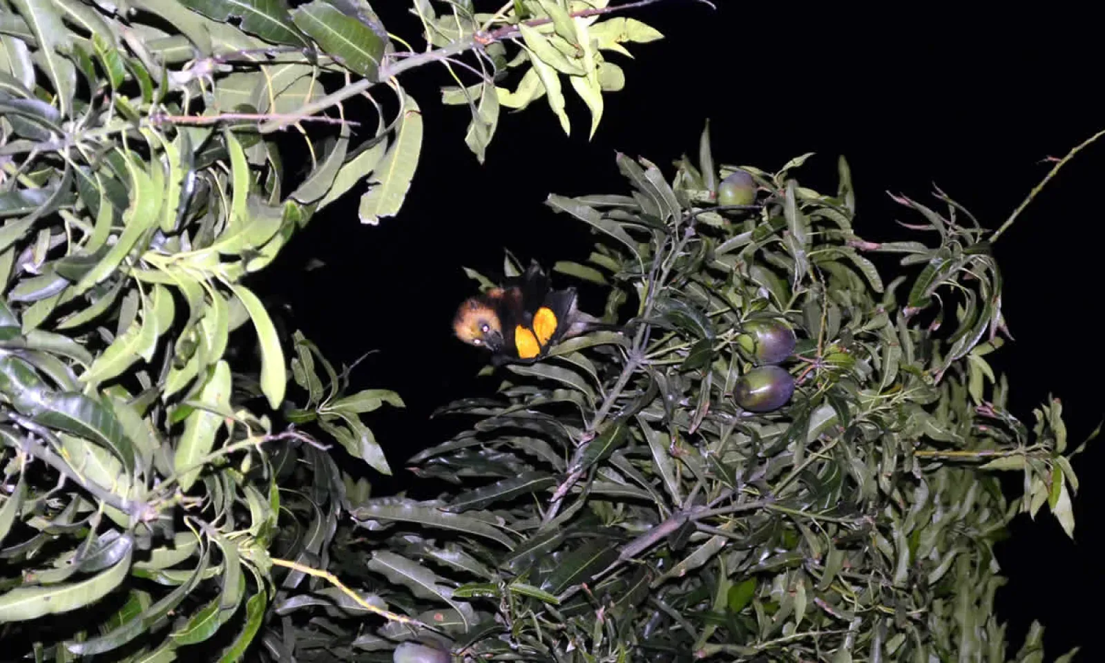 Le scientifique, Dr Vikash Tatayah, soutient qu’il faut installer des filets afin de protéger les fruits.
