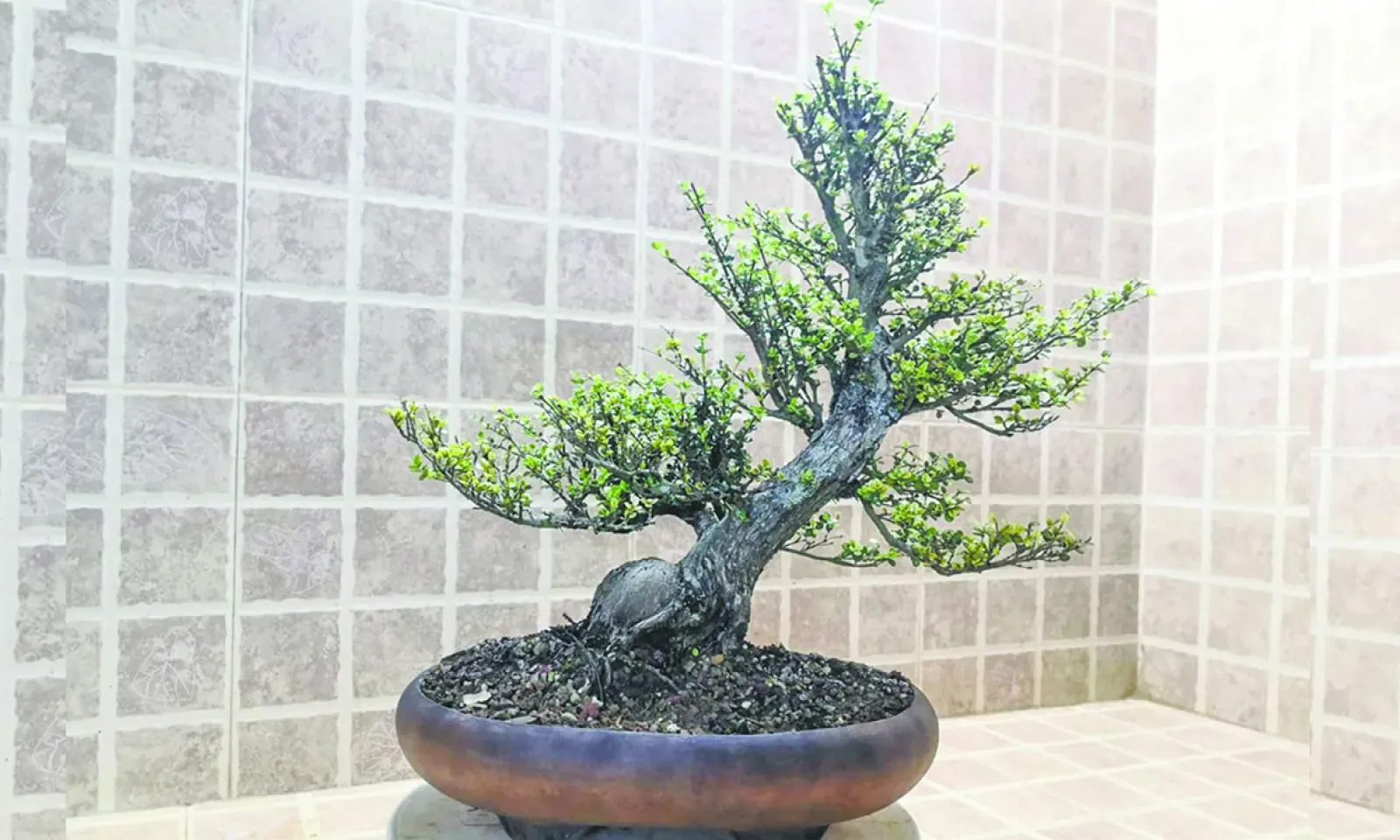 Le bonsaï est un engagement de plusieurs années, voire de toute une vie.