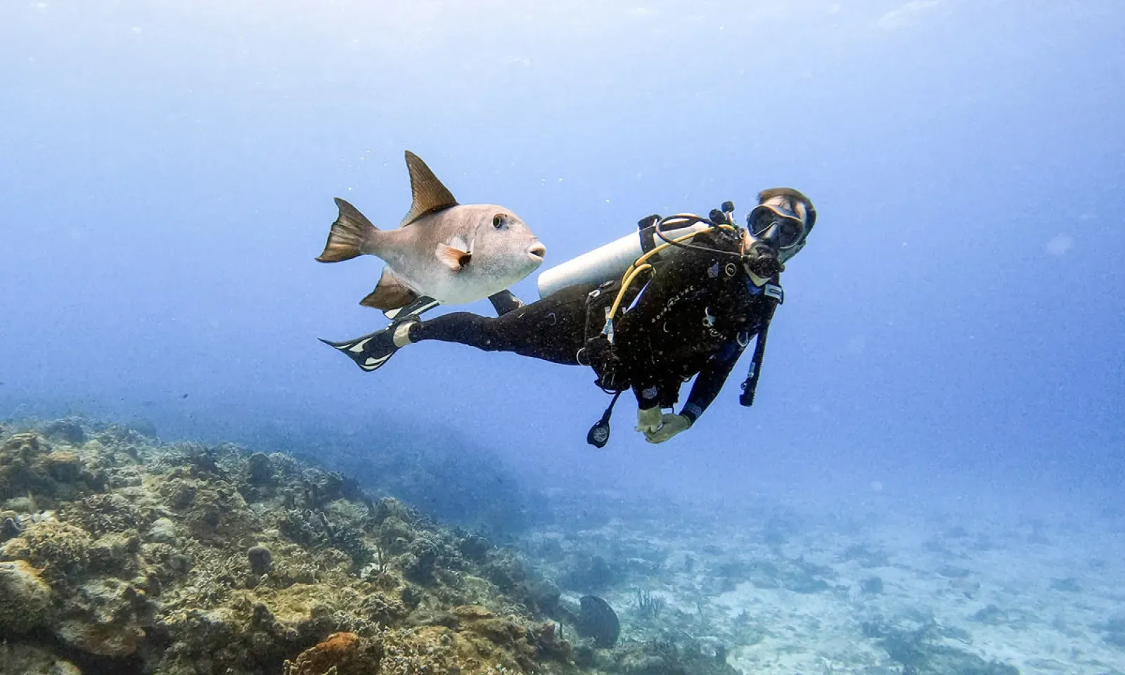 Le changement climatique a un impact sur les récifs coraliens. 