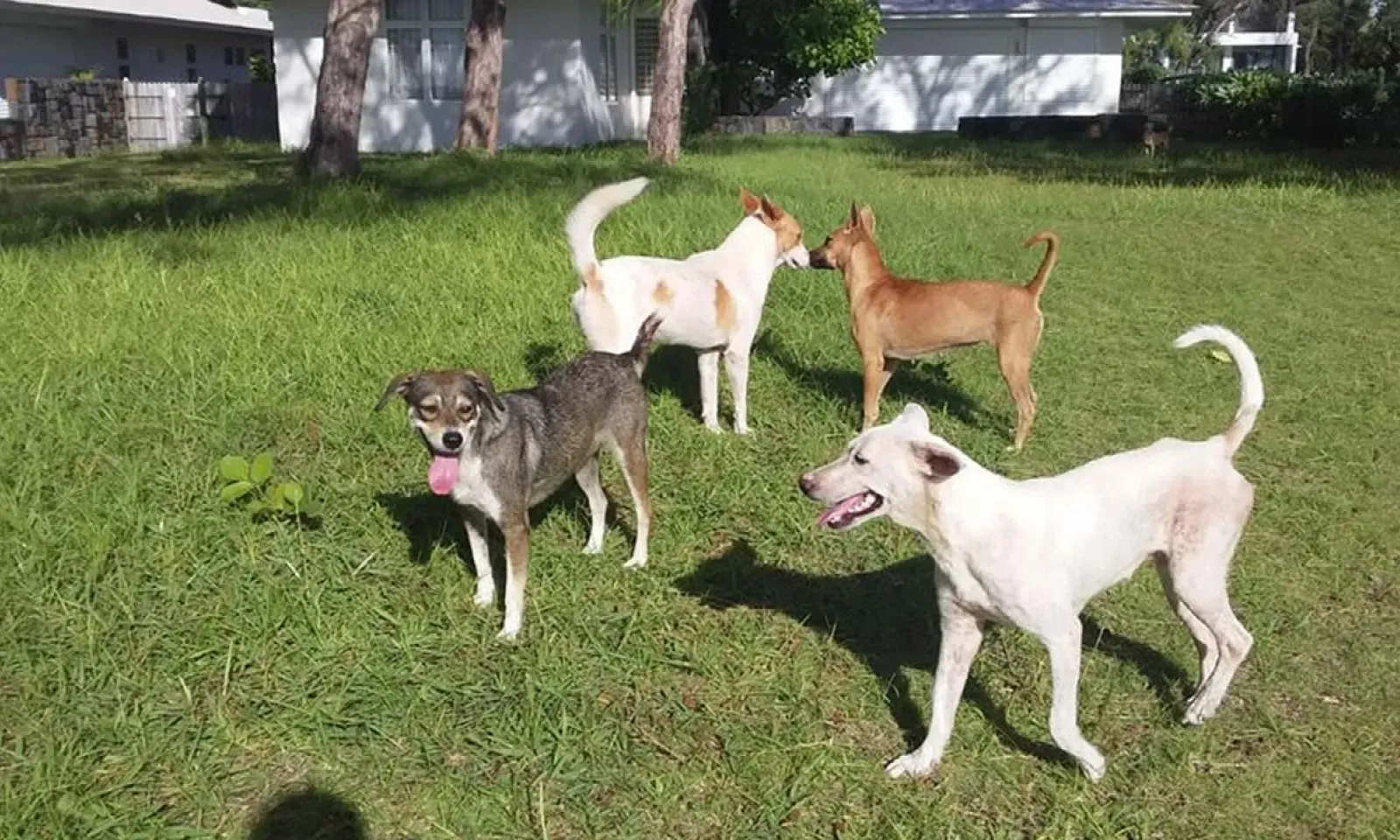 Les chiens errants sur la plage de Belle-Mare.