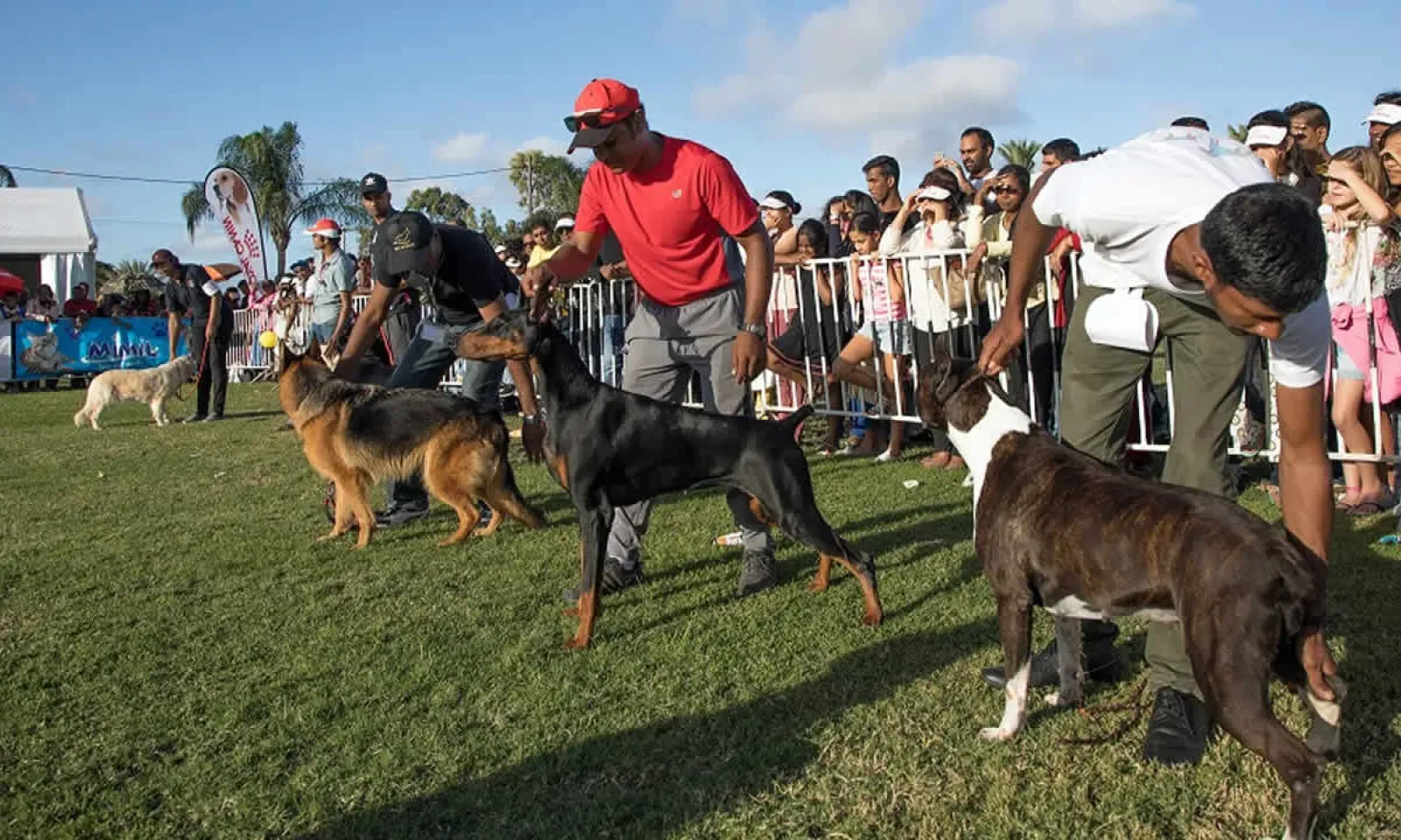 Animaux de compagnie