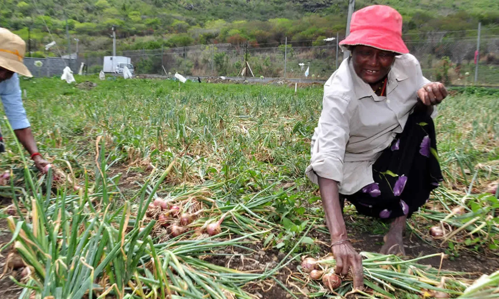 Production d’oignons