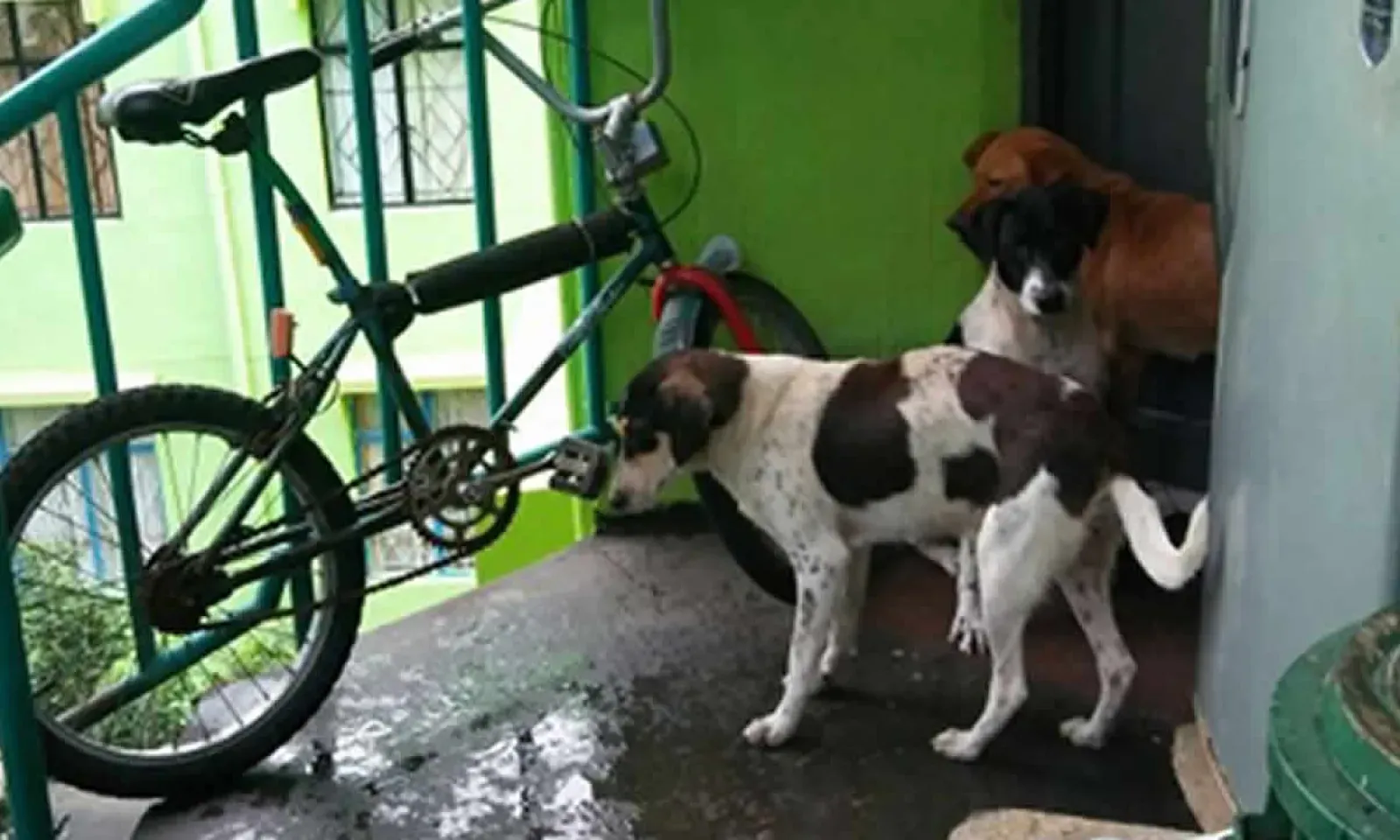 chien_nhdc_camp_levieux