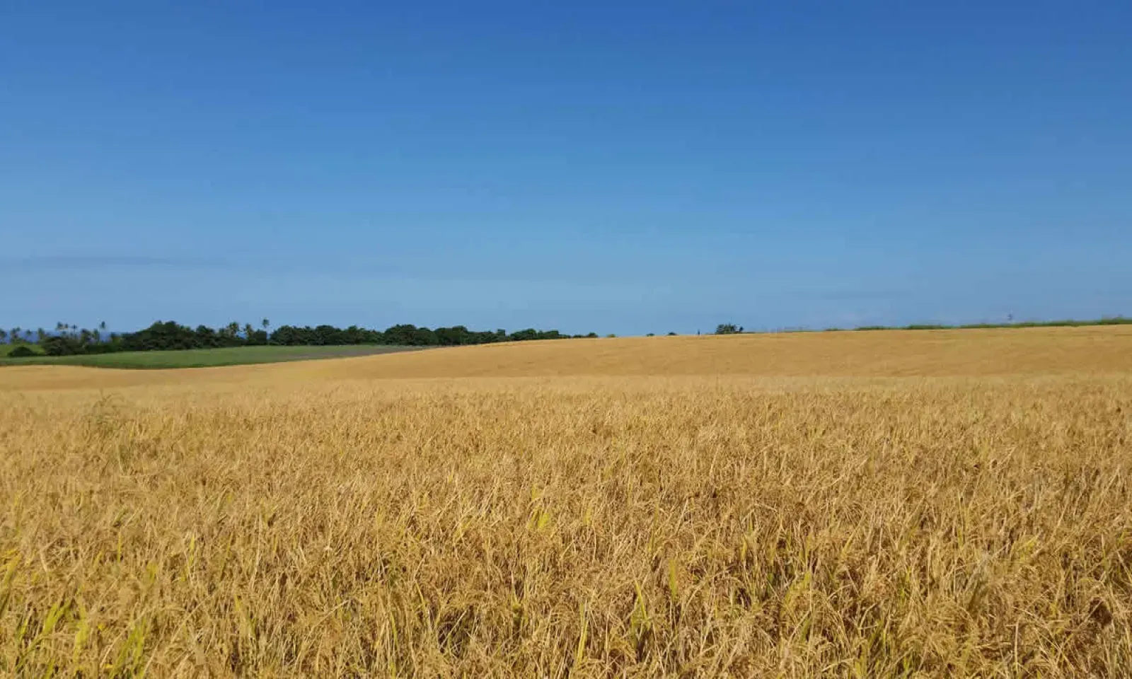 La production de riz à Bel Air Estate en avril 2016. (Photo 