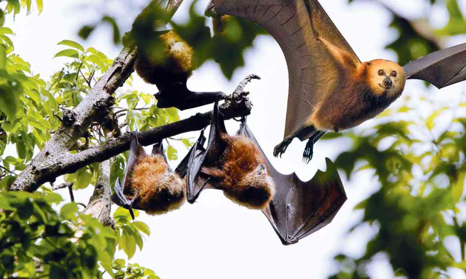 Is there still a need for bat culling? A Public Perception