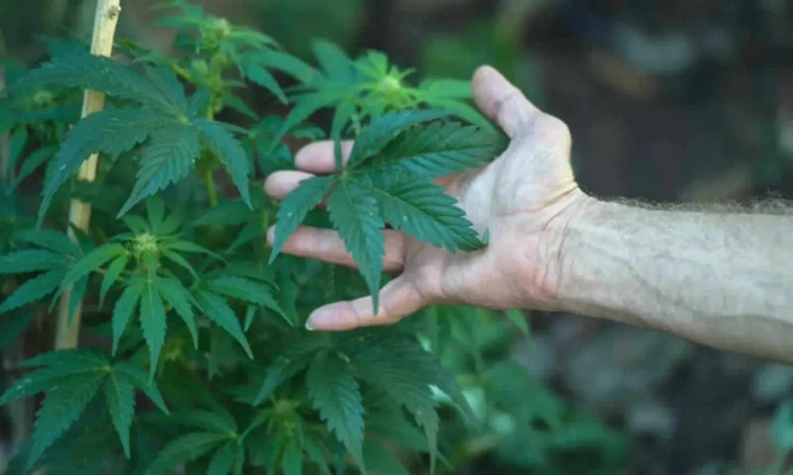 cannabis à domicile