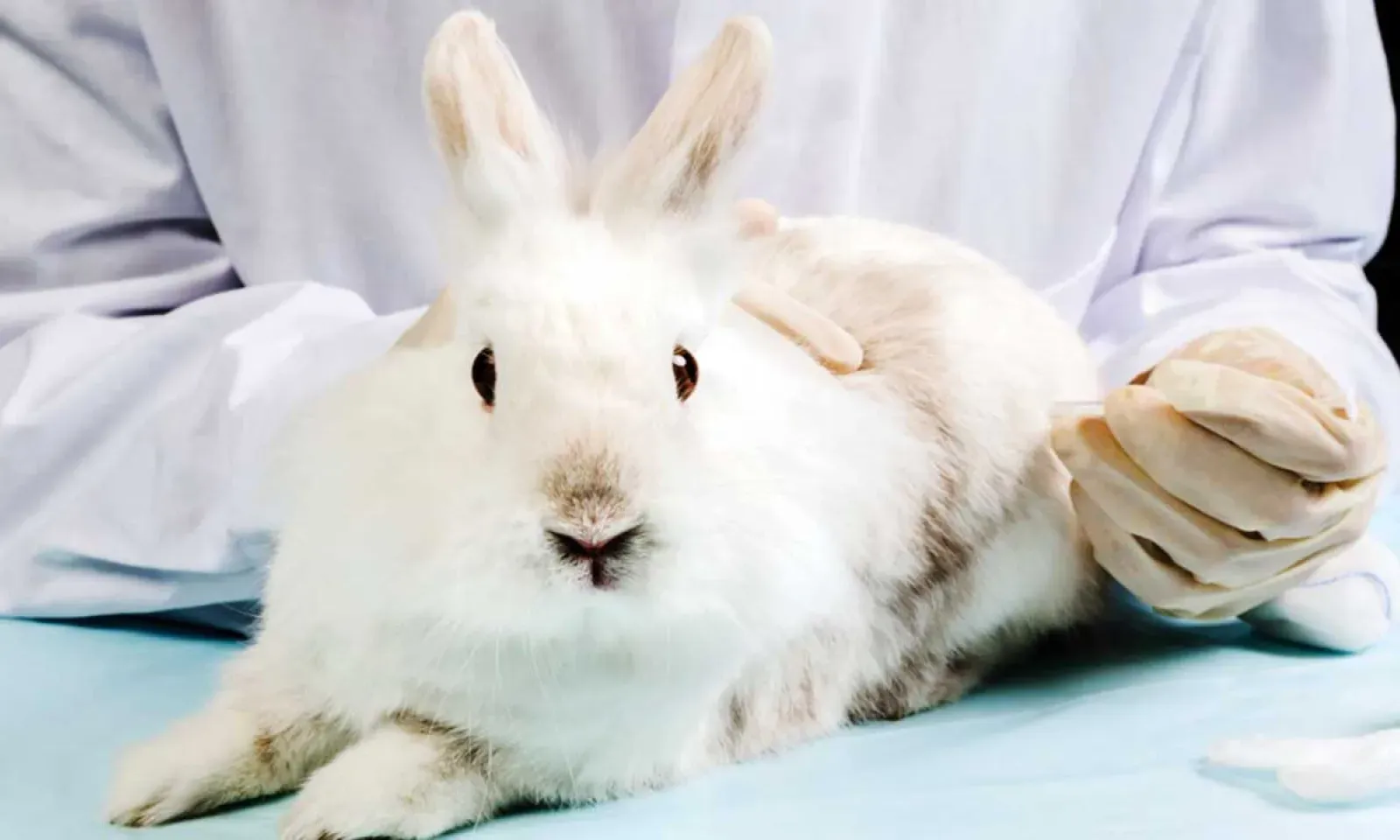 Youth Debate: Should animal testing be banned