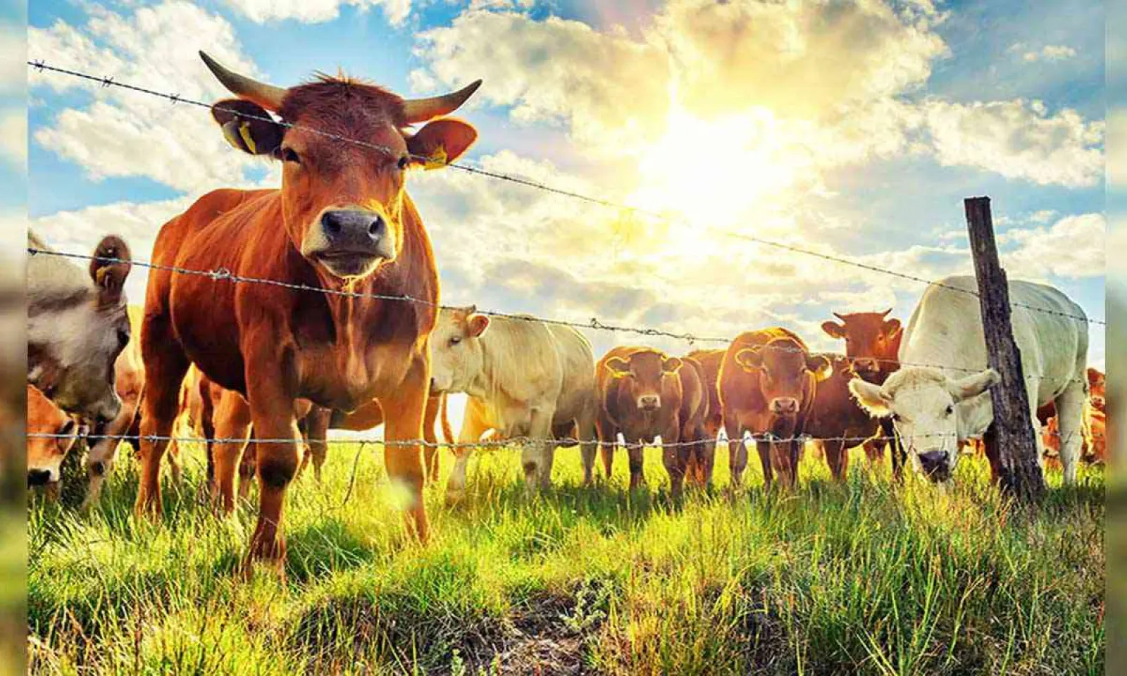 Mauritius prospects becoming Regional Livestock Policy Hub