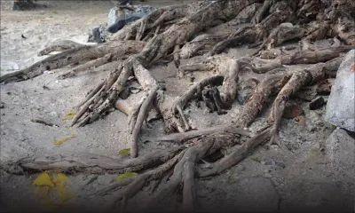 Terrible destin des côtes Nord et Ouest