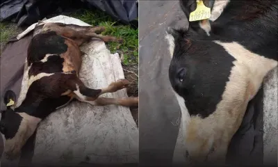 Pour une autopsie : un officier demande à un éleveur de transporter un taureau à moto