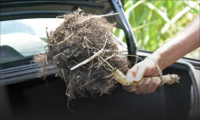 Crime de Cascavelle : une perruque retrouvée après douze jours