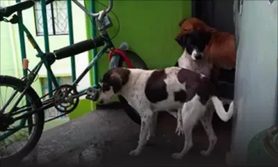 Complexes de la NHDC : des chiens errants indignent les habitants