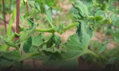 Pomme d’amour: les prix grimpent jusqu’à Rs 150 le demi-kilo