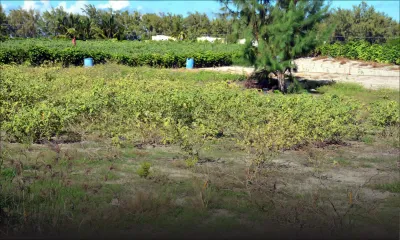 500 planteurs de Belle-Mare sans eau