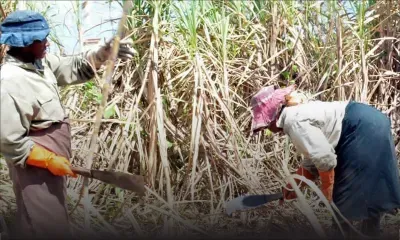 Sugar Industry Pension Fund : les retraités font de la résistance
