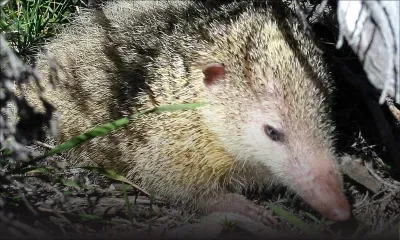 De chasseur à proie : parti chasser des tanrecs, il se fait voler sa moto