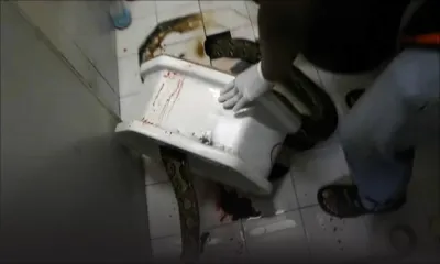 Un serpent lui mord les parties intimes