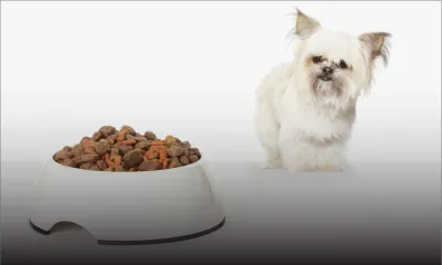 Production locale : aliments pour animaux, un marché en pleine évolution