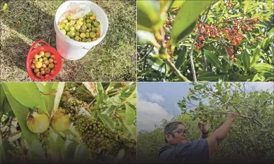 Goyave de Chine : le goût des souvenirs