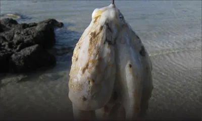 Ourite : dix cas de pêche illégale enregistrés pour la saison 2018