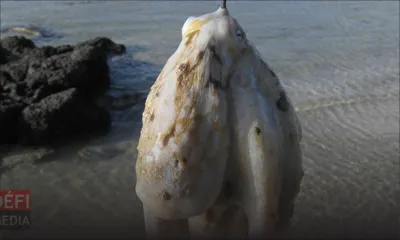 Pêche illégale : 100 kg d’ourites saisis vendredi 