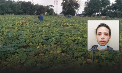 Pamplemousses : vol de deux tonnes de giraumons 