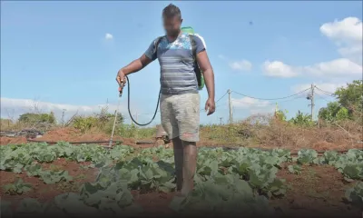 Usage abusif des pesticides à Maurice : les planteurs face à un dilemme entre bonne récolte et santé