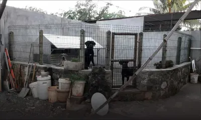 Non-renouvellement de permis : une éleveuse de chiens interdite de les vendre