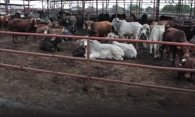 Fièvre aphteuse : Rs 17, 6 millions versées aux éleveurs