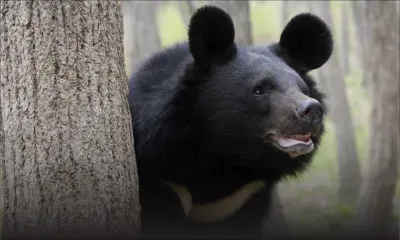Le karaté sauve un Japonais des griffes d'un ours