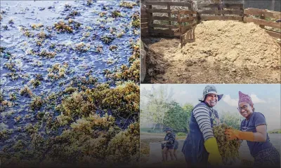 Compostage d’algues marines : l’or «vert» fertile des Gallet à Bel-Ombre