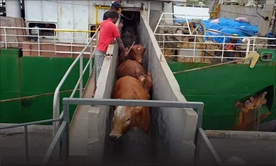 Importation de bétail : Agro-boss Feedlot brise le monopole tenu par Socovia