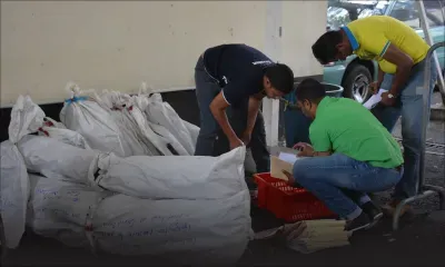 20 667 pieds de gandia détruits