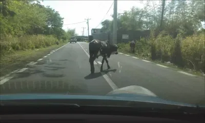 Après un cas rapporté en juillet : des bœufs obstruent le passage à Grand-Baie