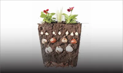 Fête des morts : cette année, les fleurs coûtent 50 % plus cher