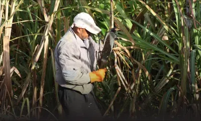 Sugar Cane Trash : le nouveau filon juteux pour les planteurs