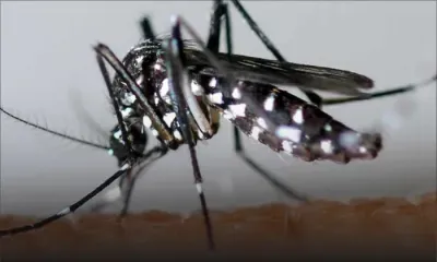 Projet «Veille sanitaire»: Zika au cœur du Comité de pilotage