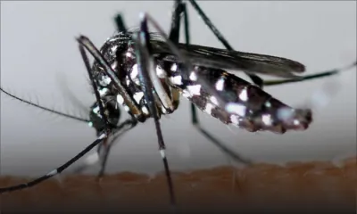 Zika à Singapour : «Ne cédez pas à la panique», disent les autorités mauriciennes