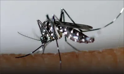 Zika: une femme sur cent infectée en début de grossesse risque d'avoir un bébé atteint de microcéphalie