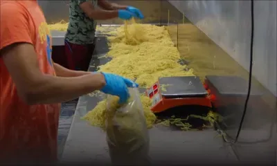 Production locale : de nouveaux opérateurs arrivent sur le marché des nouilles fraîches