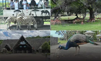 Antilopes, girafes, gazelles… : les nouveaux héros de Casela