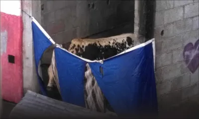 Maltraitance d’animaux: un boeuf enfermé au fond d’un garage