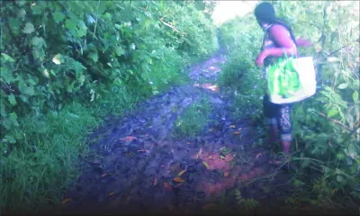 À Wooton : cinq enfants privés d’école à cause d’une culasse fêlée