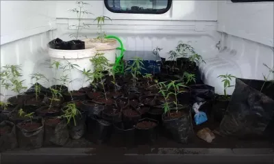 85 plants de cannabis saisis - Le laboureur : «c’est pour ma propre consommation»