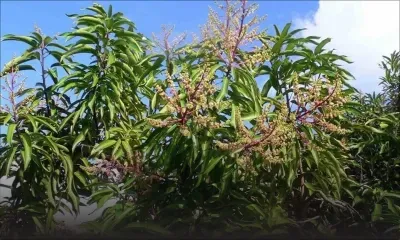 Abattage : un arbre fruitier gêne des câbles électriques