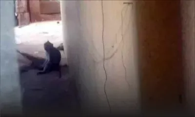 Singes errants à Baie-du-Cap : des résidents vivent dans la crainte d’une attaque