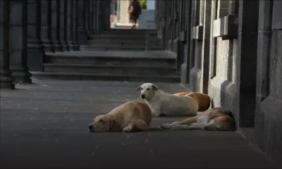 [Insolite] Des chiens attendent au… bâtiment du Trésor