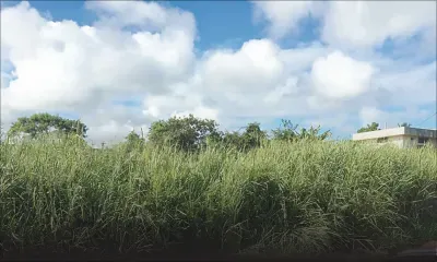 Décision ministérielle : la mairie peut nettoyer les terrains en friche, clôturés ou non