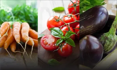 Agriculture  : la carotte, la bringelle et la pomme d’amour affectées par des vers