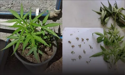 Albion : plant et semences de cannabis découverts chez un habitant